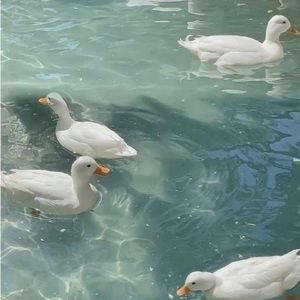 Meet your Posher, zoe